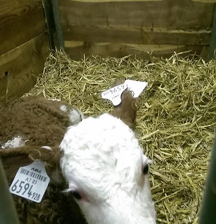 Zellerhof * Finkenberg